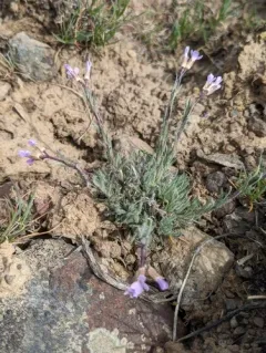 Cusick rockcress thumbnail 3