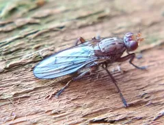 Scoliocentra tincta thumbnail 1