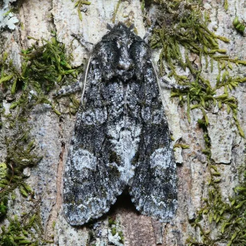 Grote's Sallow