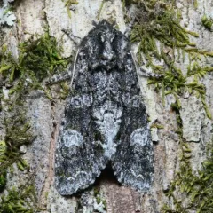 Grote's Sallow thumbnail 1
