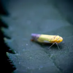 Eupteryx filicum thumbnail 1