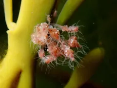 Clava multicornis thumbnail 3