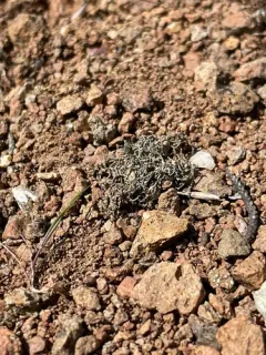 Aspicilia californica thumbnail 1