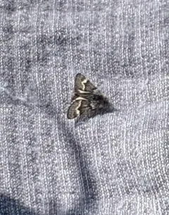 Scarce Infant Moth thumbnail 4