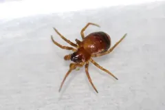 Meadow Dark-eyed Orbweaver thumbnail 1