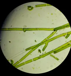 Green Tarantula Weed thumbnail 2