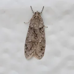 Poplar Micromoth thumbnail 4