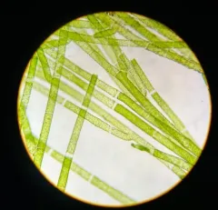 Green Tarantula Weed thumbnail 3