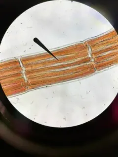 Vertebrata hendryi thumbnail 3