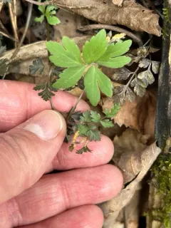 Puccinia pimpinellae thumbnail 1