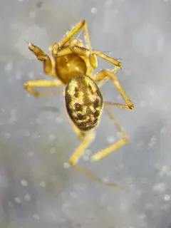 Lepthyphantes alpinus thumbnail 2