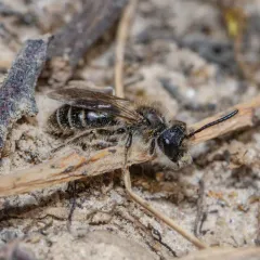 Bradley's Mining Bee thumbnail 2