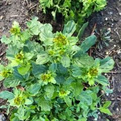bitter wintercress thumbnail 4
