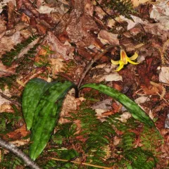 yellow trout lily thumbnail 4