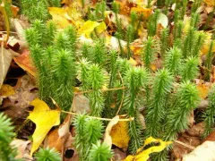 shining firmoss thumbnail 2