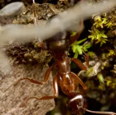 Uncertain Field Ant thumbnail 3