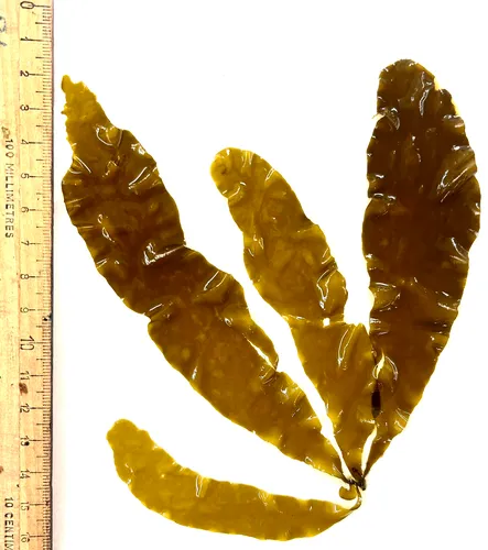 Petalonia fascia