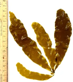 Petalonia fascia thumbnail 1
