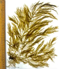 stringy acid kelp thumbnail 4
