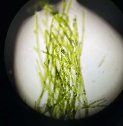 Green Tarantula Weed