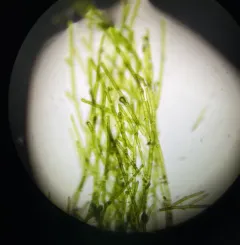 Green Tarantula Weed thumbnail 1