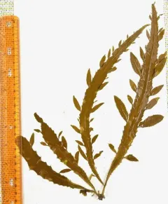 Desmarestia herbacea thumbnail 4