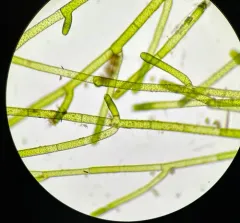 Green Tarantula Weed thumbnail 4
