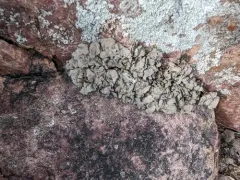 Dermatocarpon arenosaxi thumbnail 1