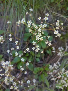 Idaho Saxifrage thumbnail 4