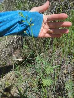yellow-white larkspur thumbnail 3