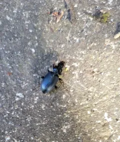 Cosmopolitan Ground Beetle thumbnail 3
