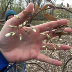 common serviceberry thumbnail 4