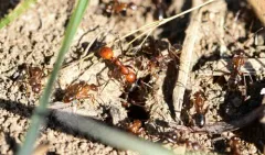 Foothills Amazon Ant thumbnail 2
