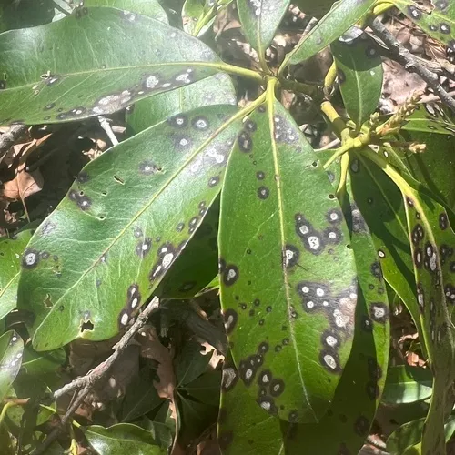 Mountain Laurel Leaf Spot