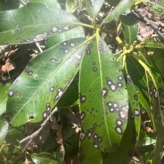 Mountain Laurel Leaf Spot thumbnail 1