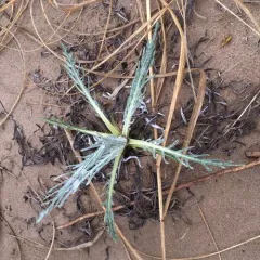 Pitcher's thistle thumbnail 1