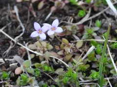 tiny bluet thumbnail 3