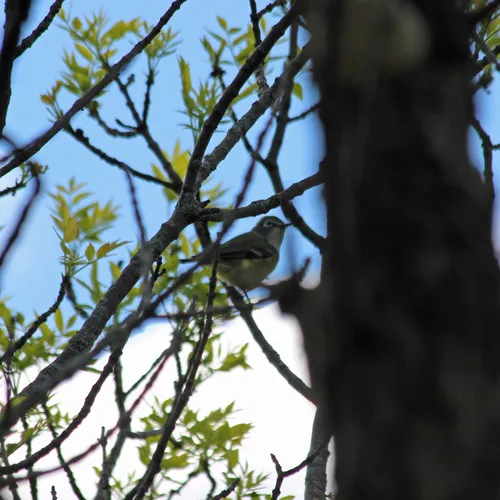 Blue-headed Vireo