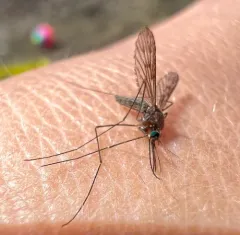 North American Malaria Mosquito thumbnail 4