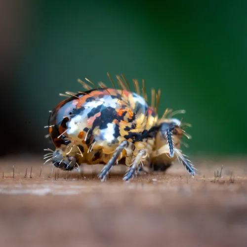 Vesicephalus occidentalis