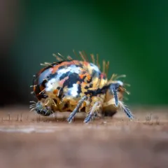 Vesicephalus occidentalis thumbnail 1