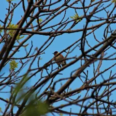 Bay-breasted Warbler thumbnail 2