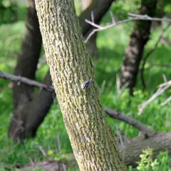 Black-and-white Warbler thumbnail 4