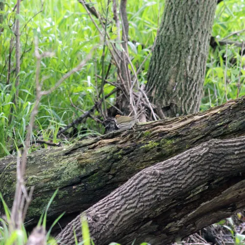 Ovenbird