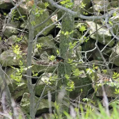 American Redstart thumbnail 2