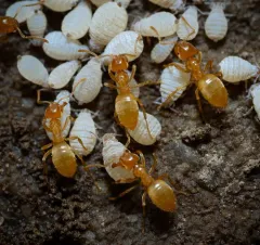 New World Fuzzy Ant thumbnail 3