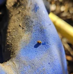 Common Chrysalis-Snail thumbnail 3