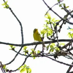 Wilson's Warbler thumbnail 2