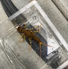 Western Stonefly thumbnail 1