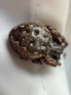 Walnut Orbweaver thumbnail 4